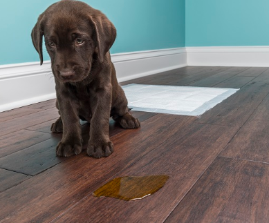 How To Protect Wood Floors From Dog Urine, Cleaning Dog Urine On Laminate Flooring